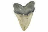 Bargain, Fossil Megalodon Tooth - Huge NC Meg #274754-2